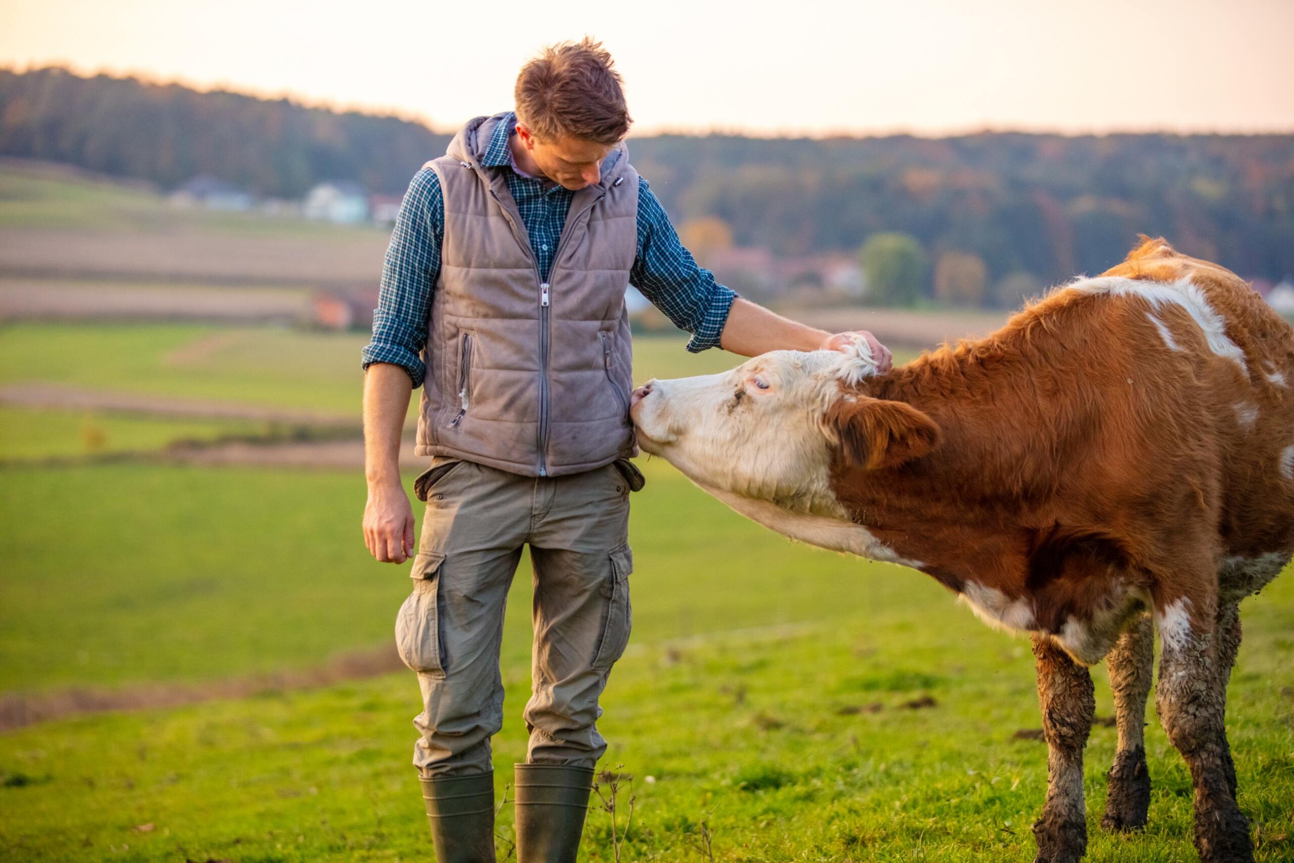Kuh stupst Bauer auf Feld