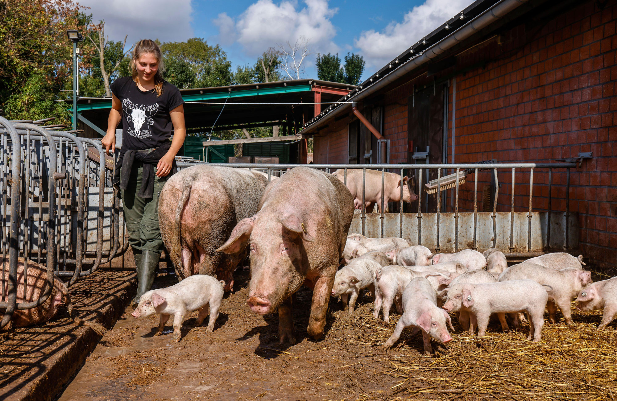 Bäuerin mit Schweinen im Freiluftstall